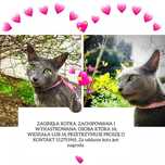 Zaginęła kotka Zara