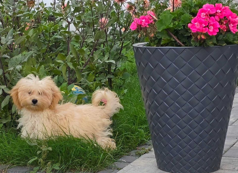 Maltipoo szczeniak