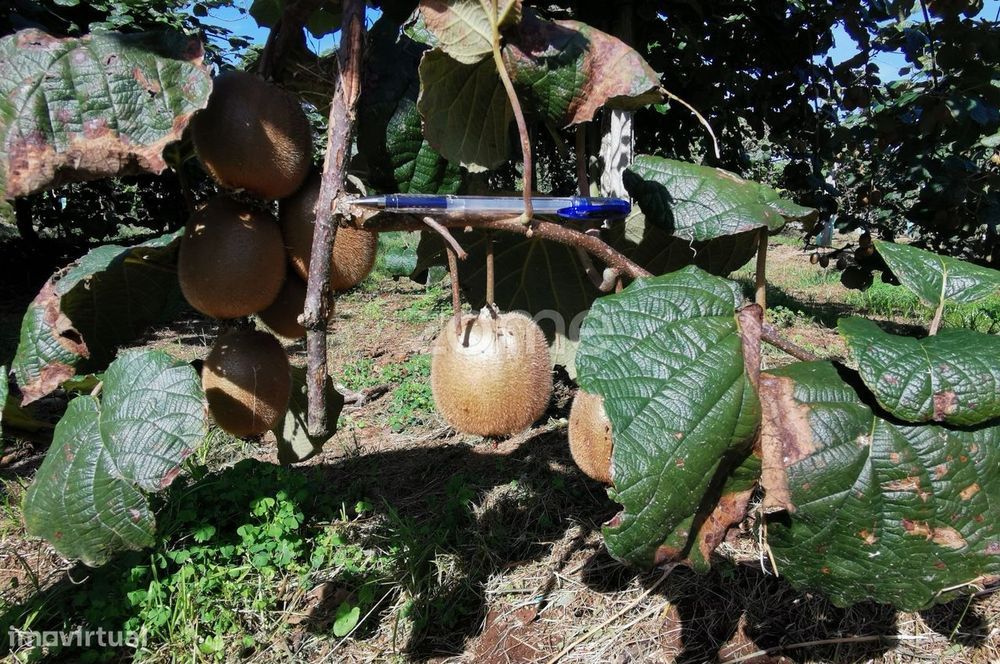 Quinta Kiwis, 1,7ha, 2 casas, piscina, Estrada Real, Águeda, Aveiro