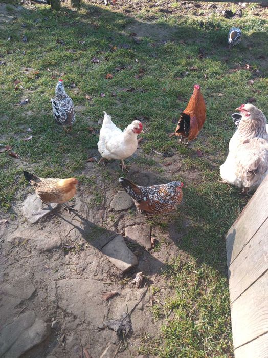 Міні кури, американці, декоративні курочки