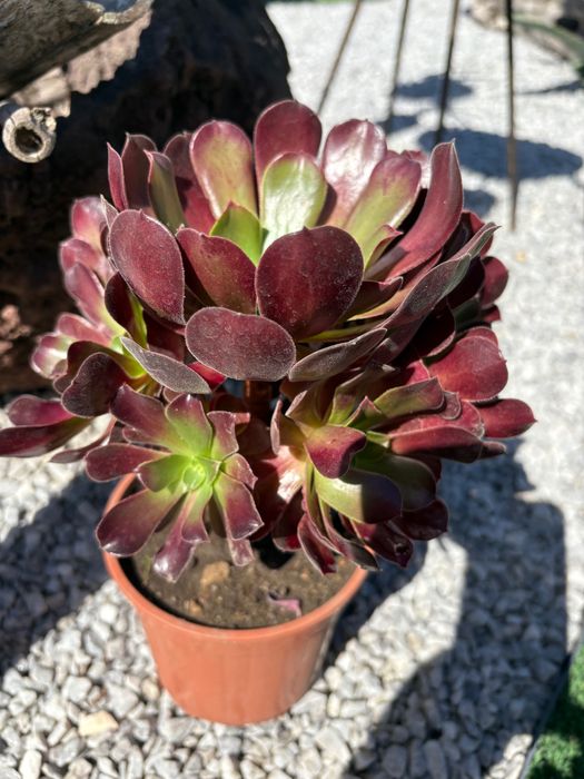 Suculentas Orbea variegata, Crassula, Aeonium, outras