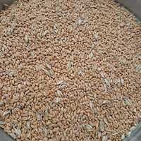 Продам пшеницю озимо-яра  (дворучка) із під комбайна