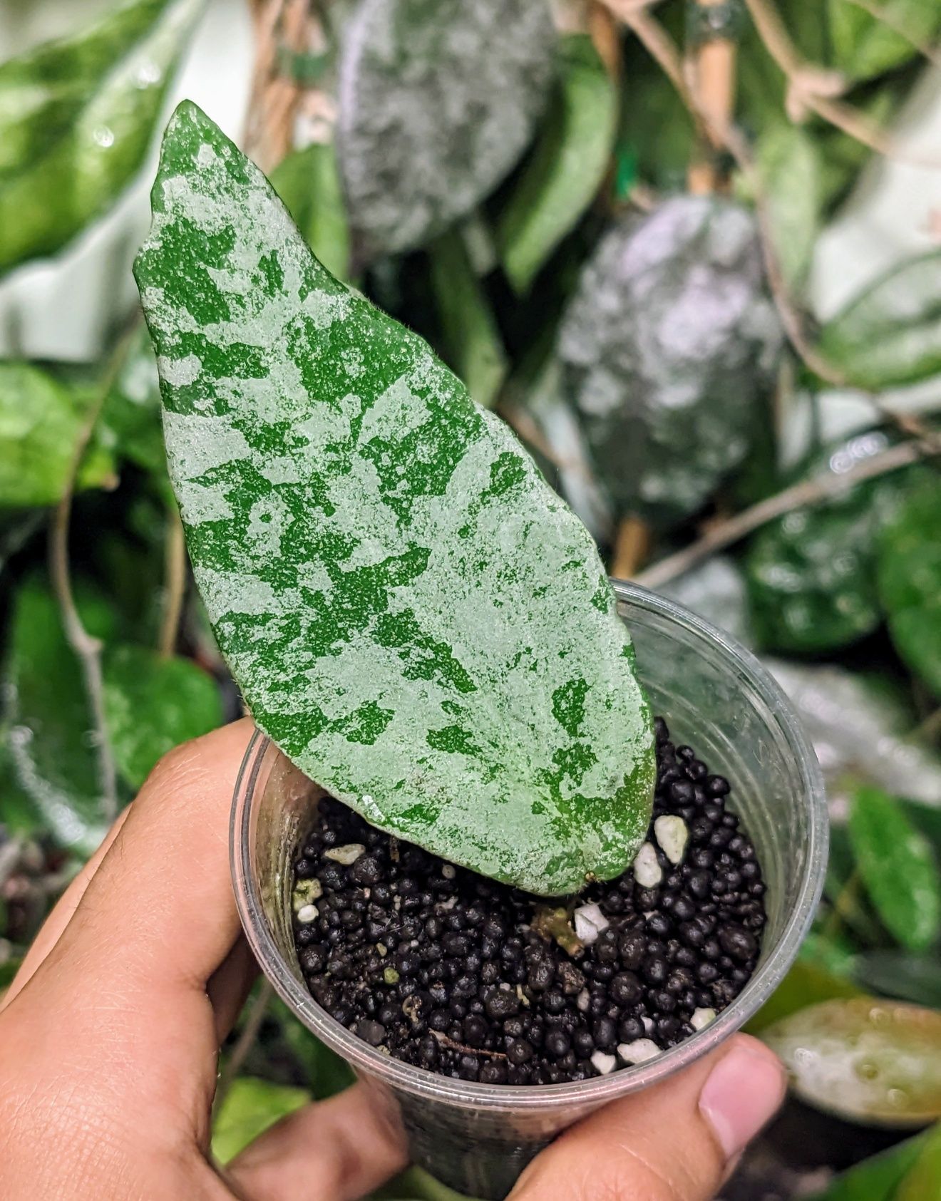 Hoya Amicabilis S. Miltiflora Ghost, Erythrina Dark i in.