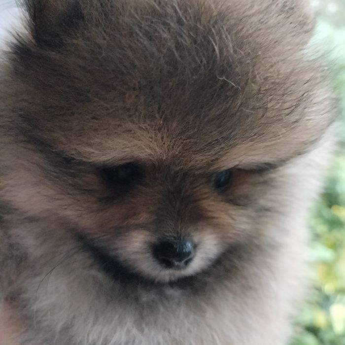 Szpic miniaturowy pomeranian rudy piesek