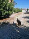 Quinta com 2 moradias em Tábua