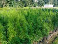 Thuja tuja szmaragd, brabant, berberys, dereń, kalina, brzoza, lipa