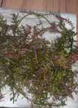 Roslinki do akwarium Rotala colorata