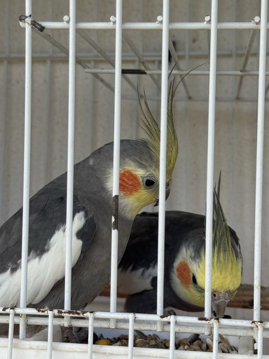 3 Caturras pra venda