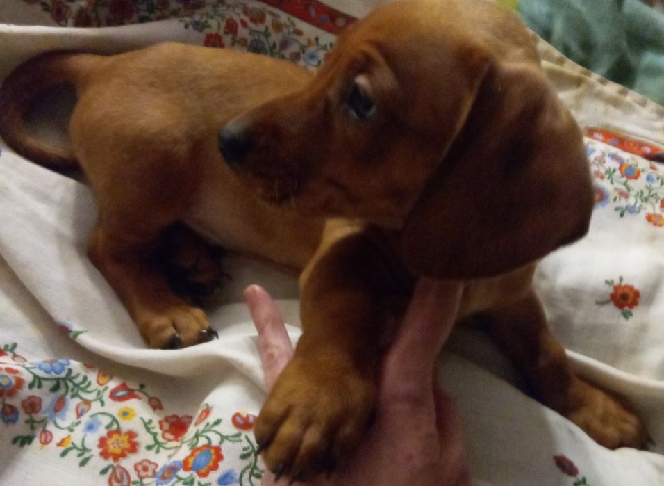 Щенкі породи такса