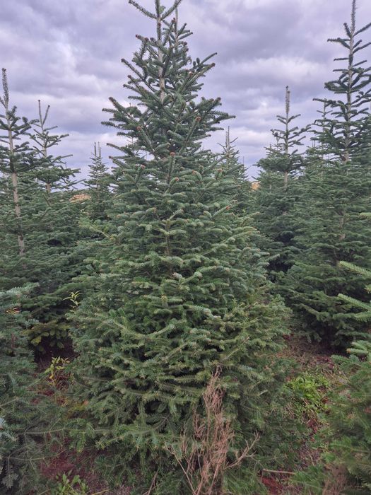 Jodłę kaukaską sprzedam