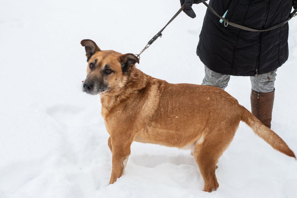 Przyjazny FIDO szuka domu