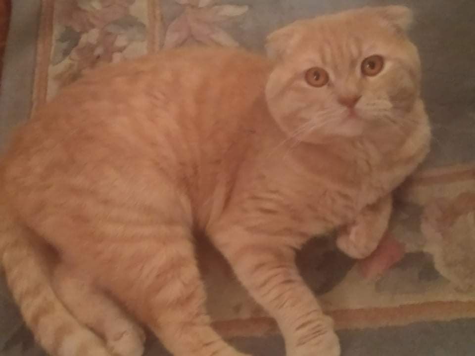 Scottish Fold para acasalar