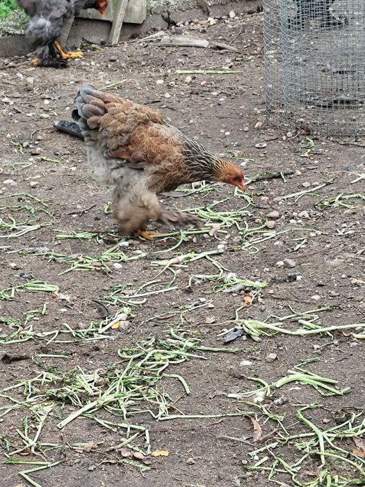 4 casais de Brahma perdiz