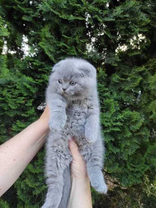 плюшеві шотландчики.