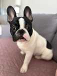 Buldog Francuski
