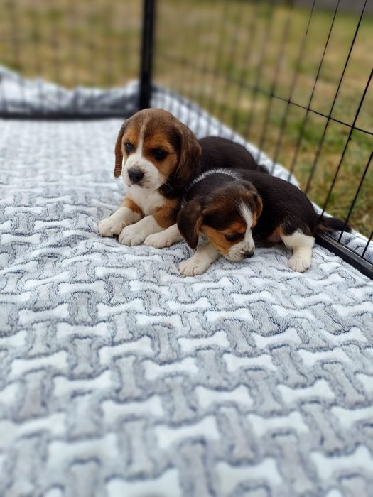 Suczka rasy Beagle