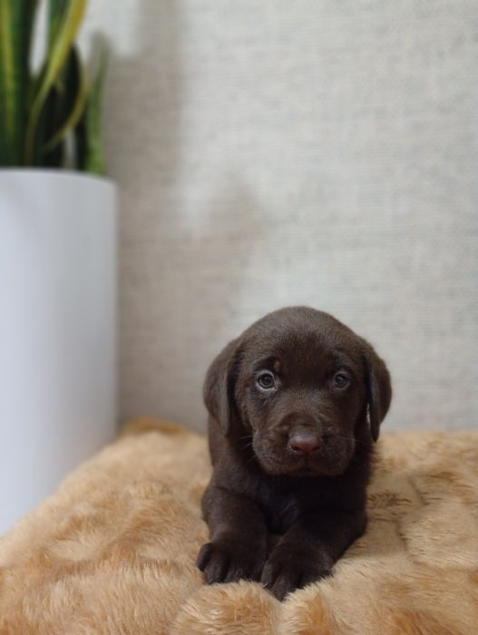 Mam na sprzedanie śliczne labladory