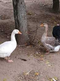Gęsi na sprzedaż
