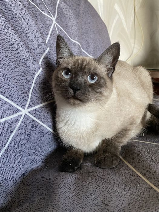 Кошеня в добрі руки