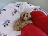 Śliczna sunia maltipoo