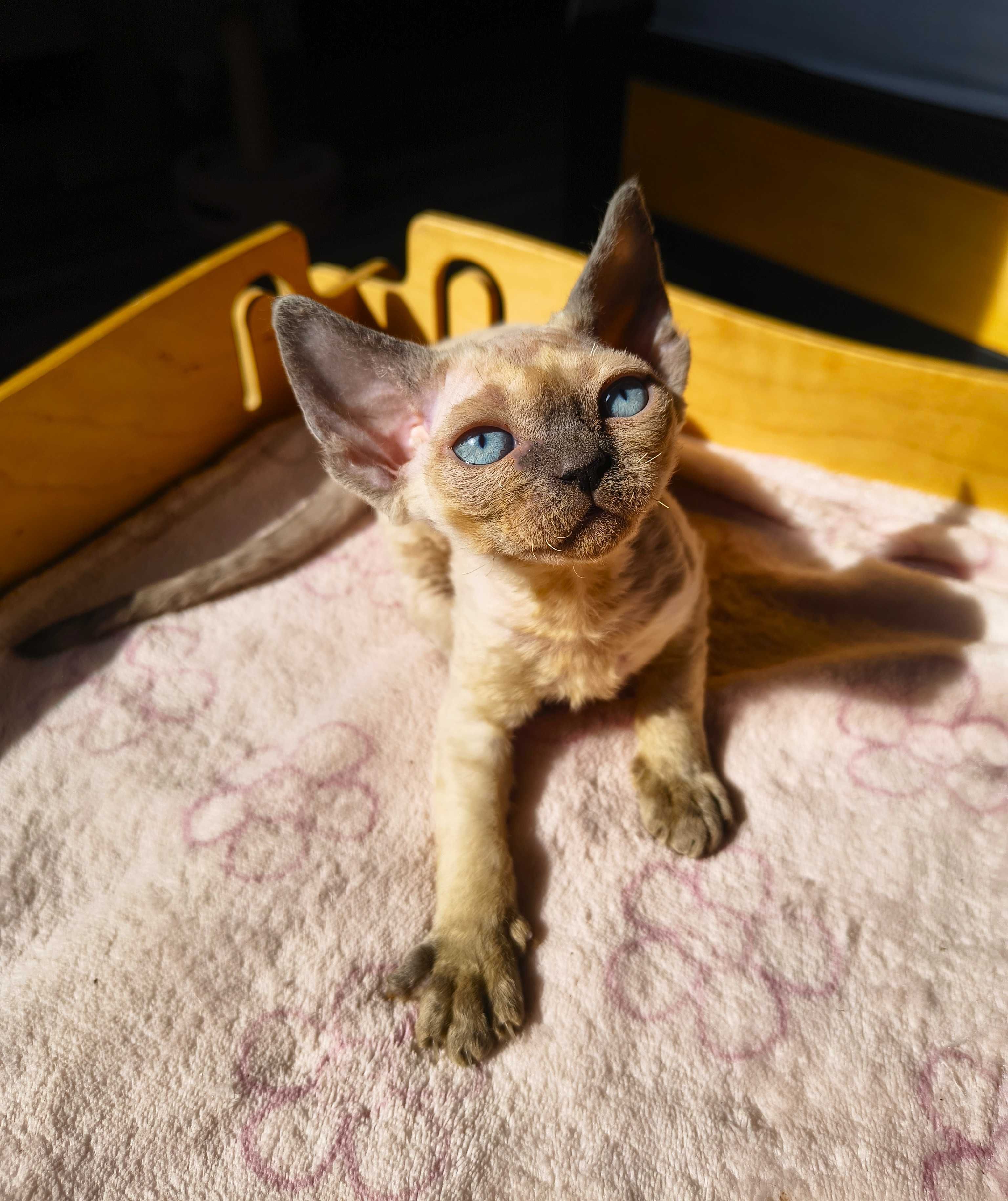 Koteczka Devon Rex ZANDAJA Sali Cat*PL