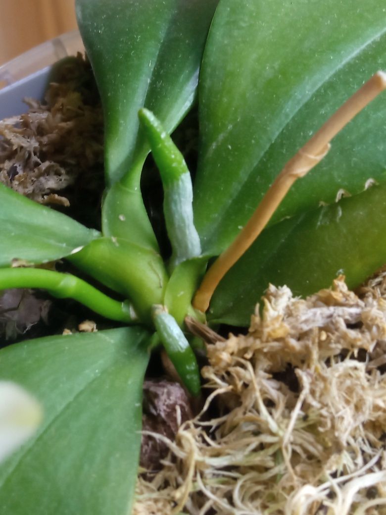 Орхідея фаленопсис Tetraspis S2