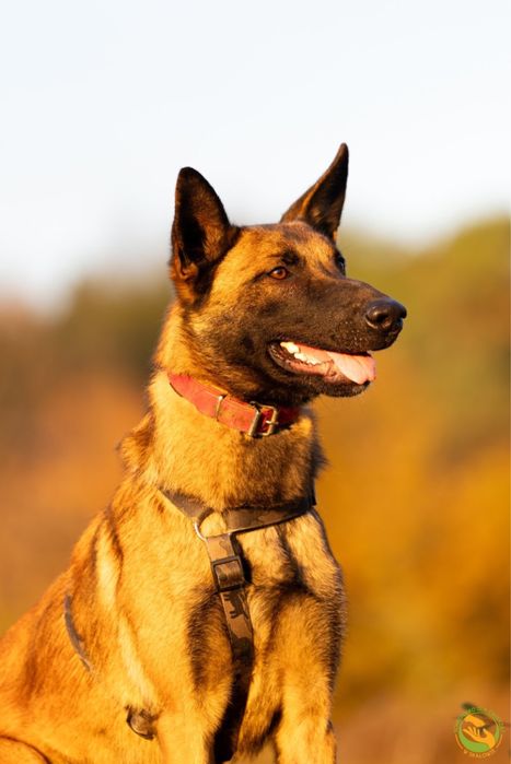 Hektor-typ owczarka belgijskiego, adopcja tylko doświadczone osoby