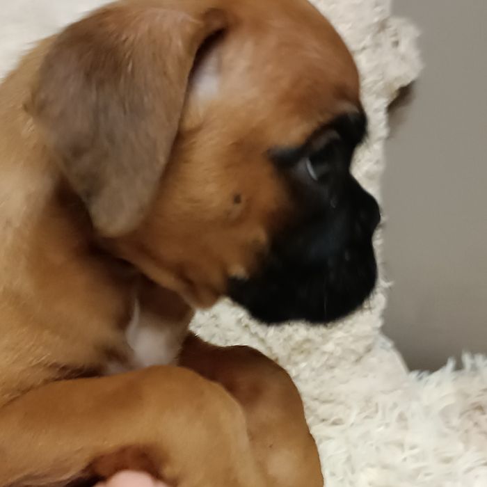 Bokser suczka szczeniak