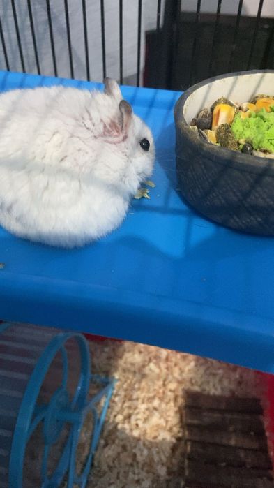 oddam chomika za darmo