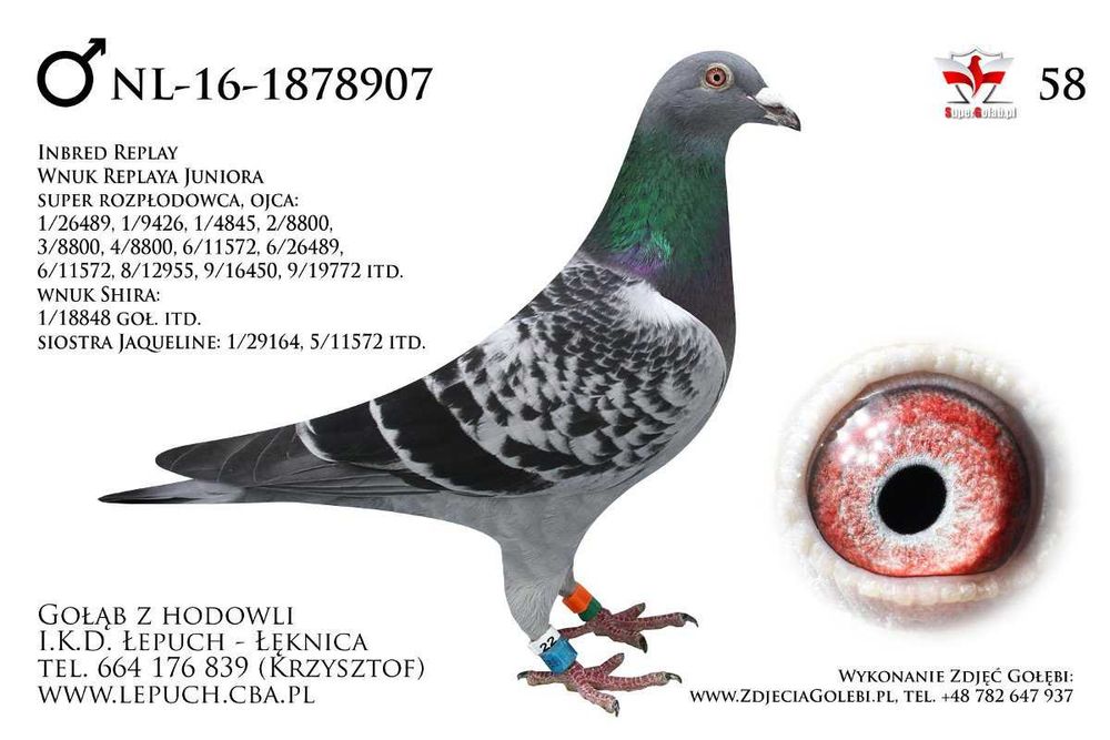 Gołębie Pocztowe - I.K.D. łepuch