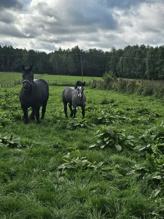 Sprzedam dwa ogierki i źrebowka