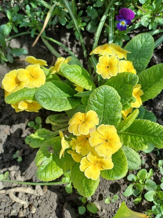 Примули садові різні кольори