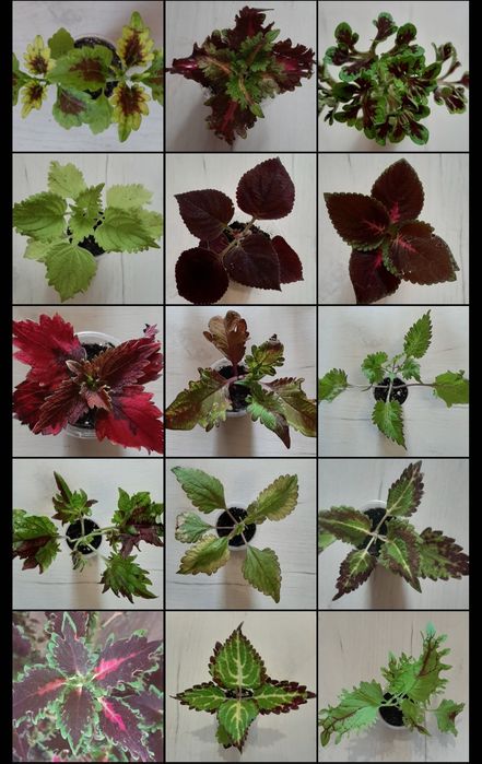 Колеус (свіжий зріз)