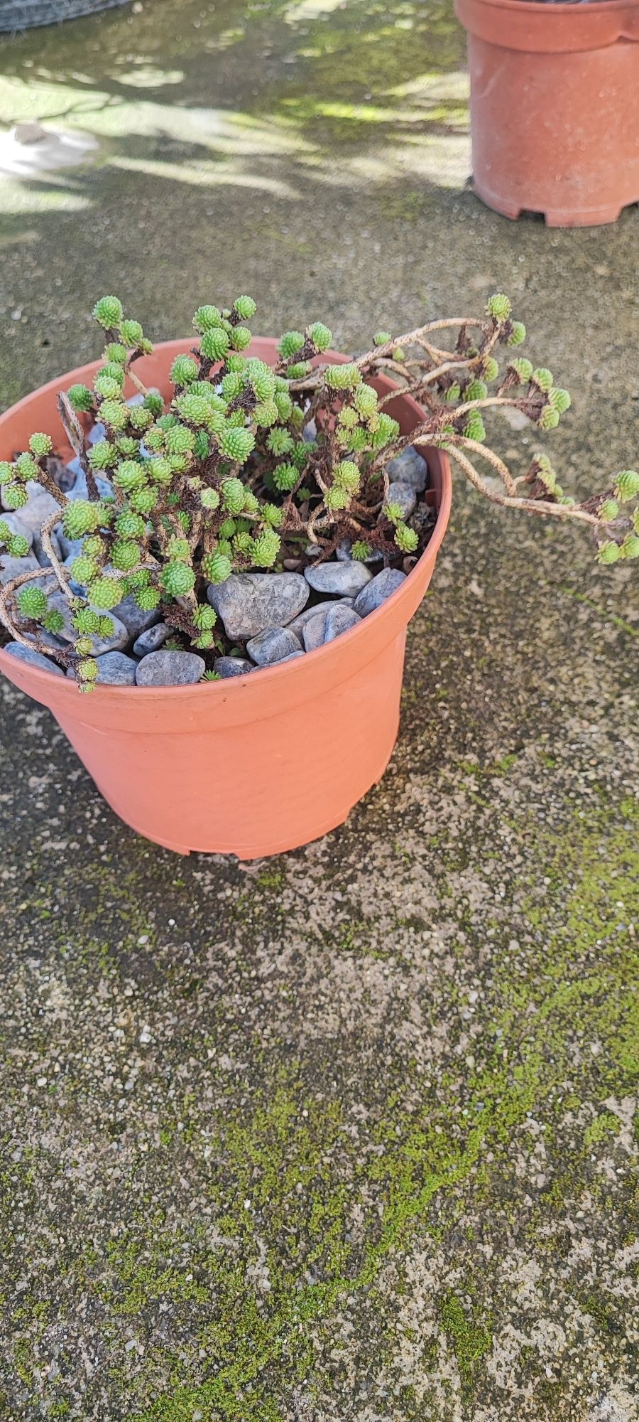 Planta suculenta