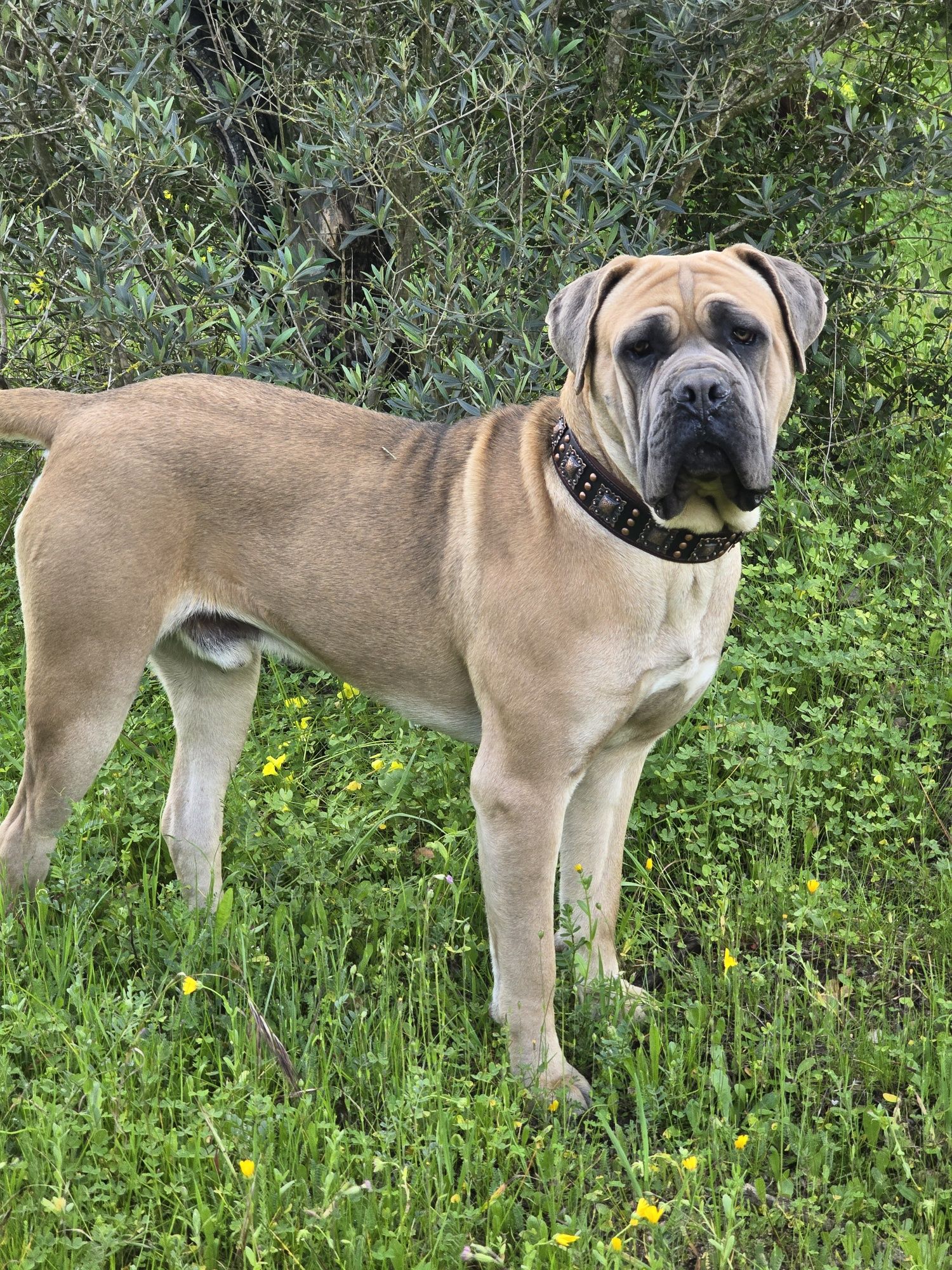 Cachorro Cane Corso Italiano