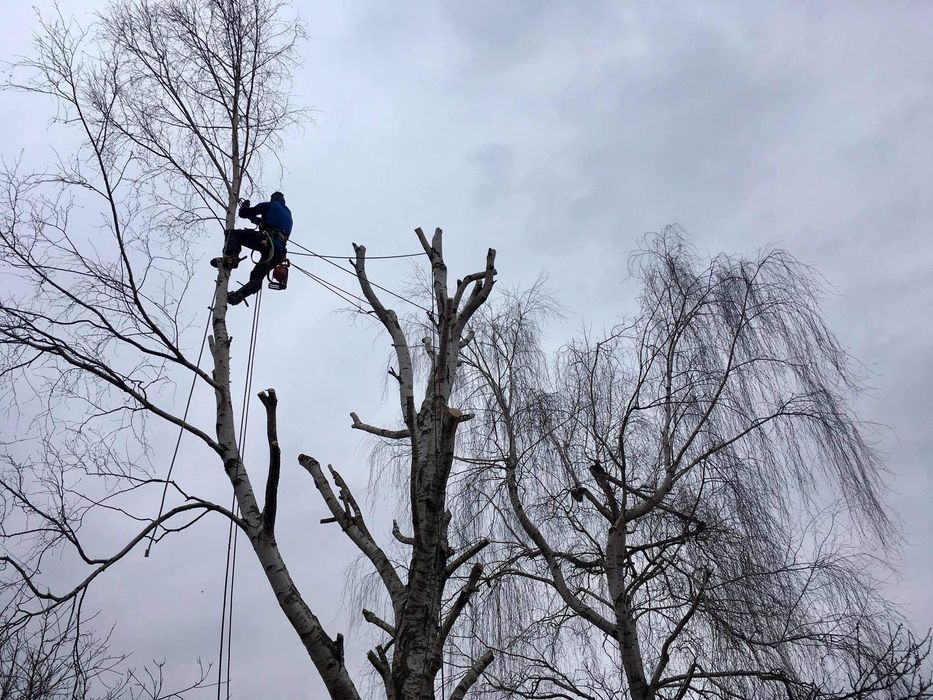 Arborystyka/pielęgnacja i formowanie drzew