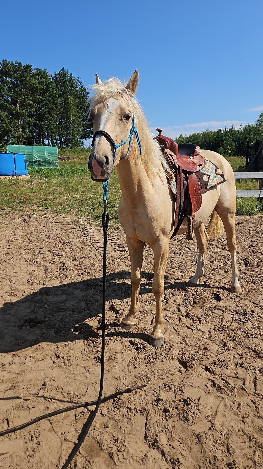 Izabelowata palomino  klacz wielkopolska