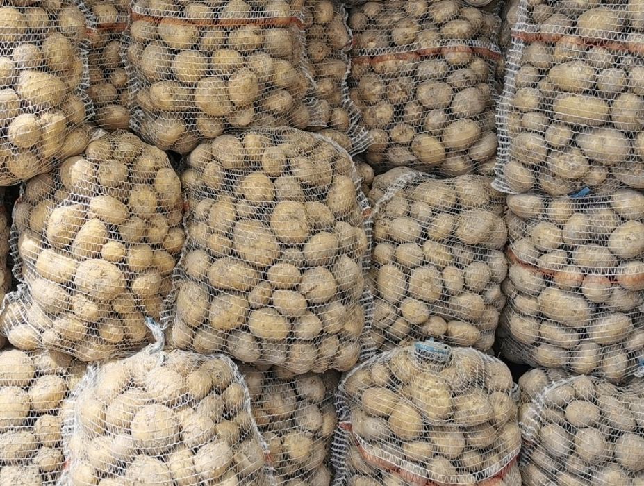 Ziemniaki jadalne catania irga transport