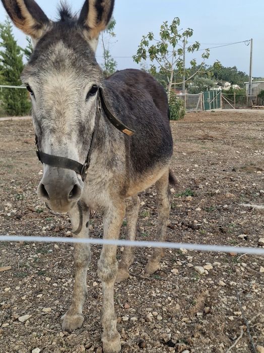 Vendo Burrra engatada