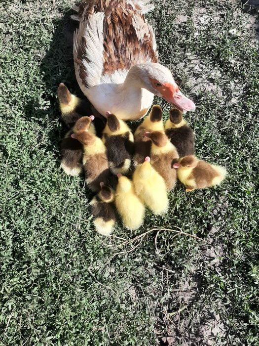 Інкубаційне яйце мускусних качок (індо качок)