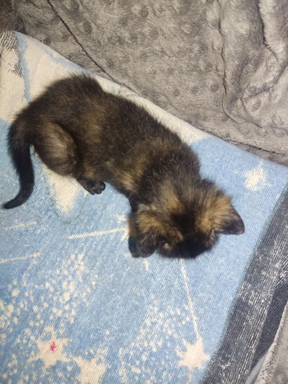 Віддам кошенят безкоштовно