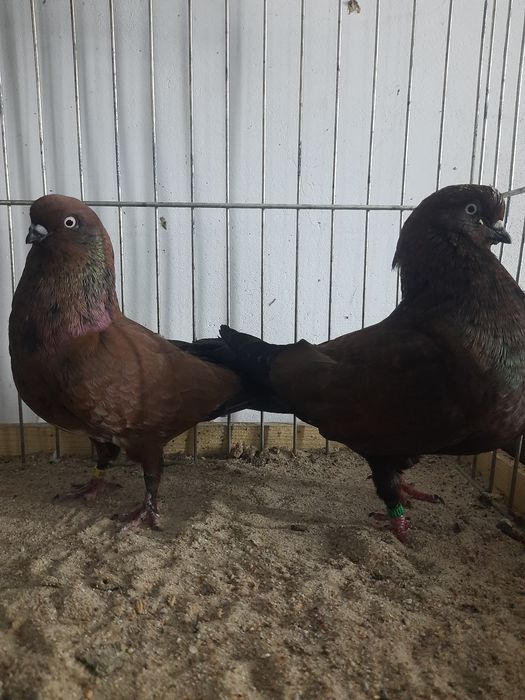 Tipler niemiecki wystawowy