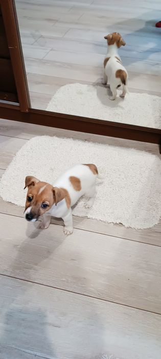 Джек Рассел  цуцики