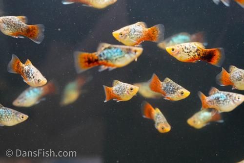 Peixes Tropicais