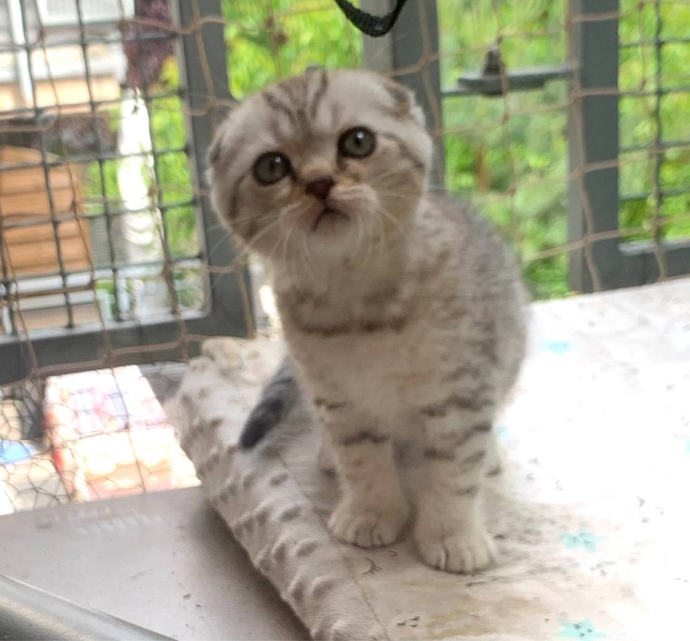 Koteczka Monisia do rezerwacji - Kotka Szkocka Zwisłoucha Tabby < 3