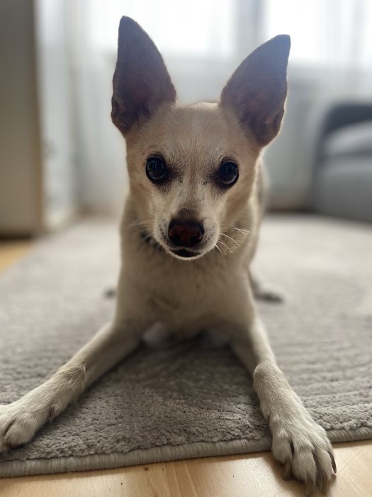 Zaginął BOHUN za pomoc w odnalezieniu NAGRODA