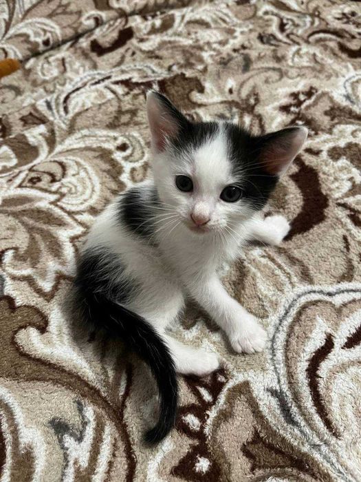 Віддам у добрі руки кошенят, кіт, Кот, котик