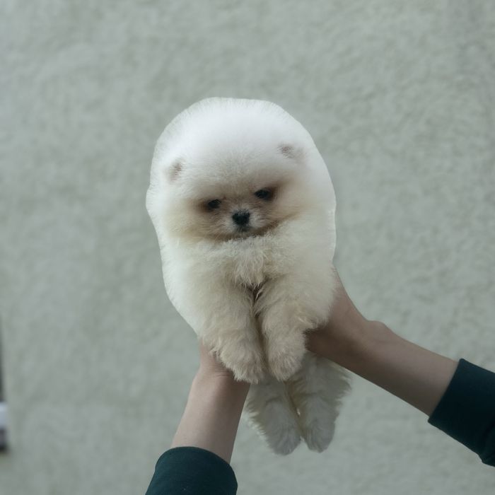 Хлопчик шоу класу тип ведмедика