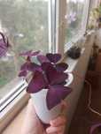 Кисличка фиолетовая  оксалис / Oxalis
