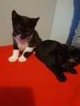 Gatinhos para adoção